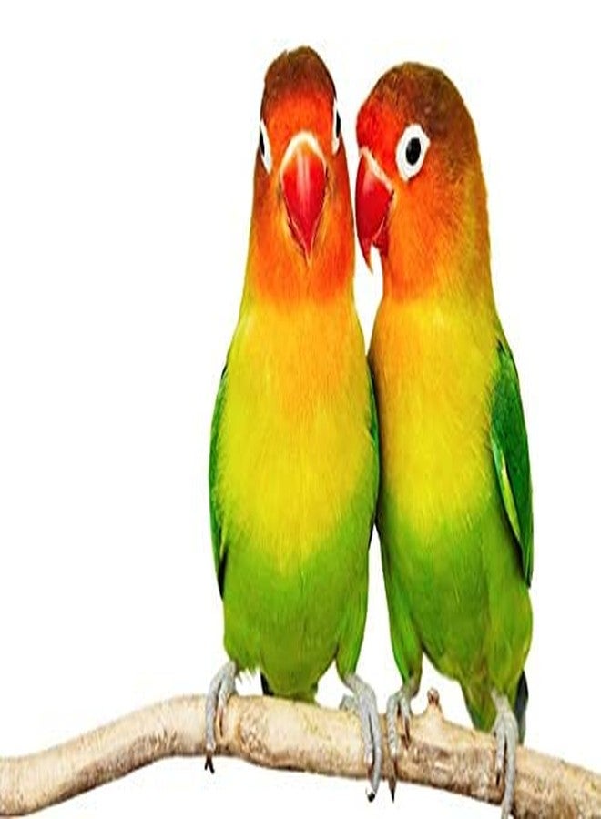 TRADESK Anky Birds Hanging Ring Birds Toys Parrot Toy cage Toy Big Birds Hanging Ring for Birds and Parrot Plastic Training Aid for Bird Pack of 2 - Image 4